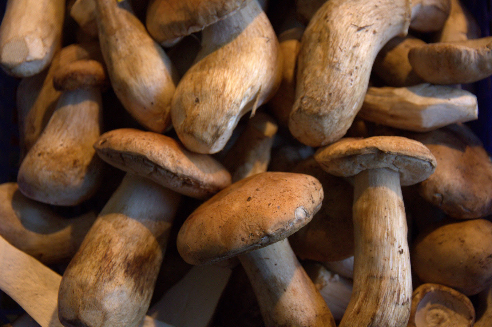 Frozen Poroini (boletusedulis) in Bag (Whole)
