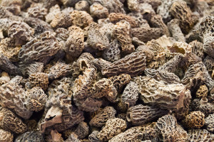 Frozen Morel in Bag (Whole)
